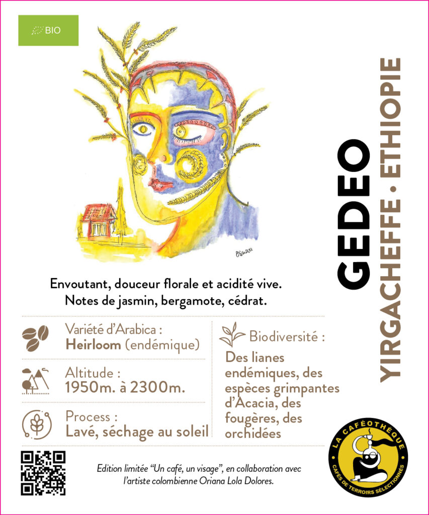 Gedeo
